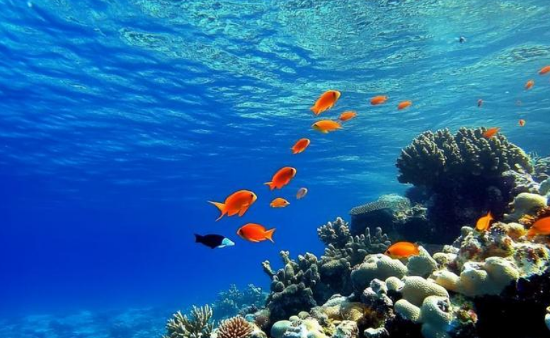 OBP海洋塑料对海洋微颗粒回收符合绿色标签合规要求