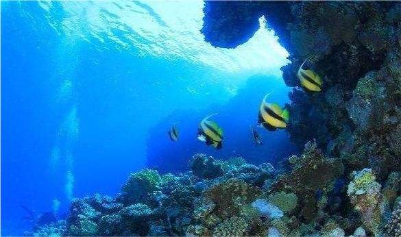 OBP海洋塑料认证