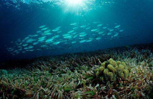 OBP海洋塑料认证