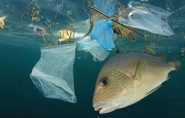 OBP海洋塑料认证